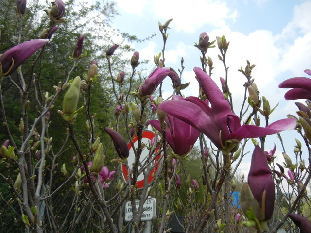 so schön blüht es in Graz