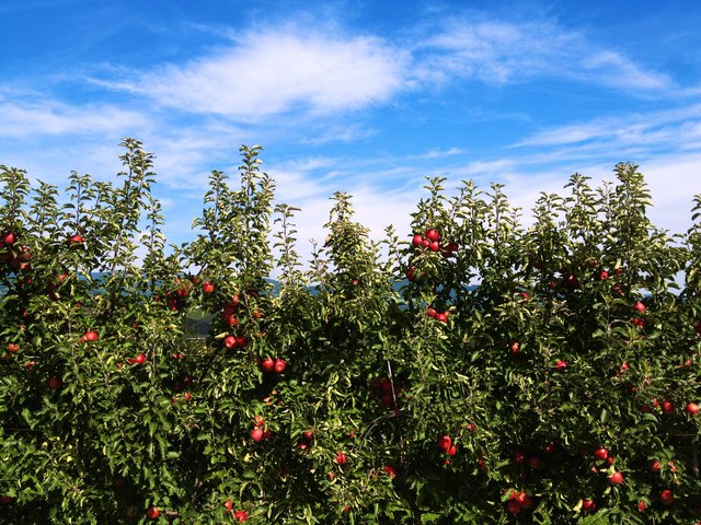 Wanderung durch Apfelplantagen /weiz