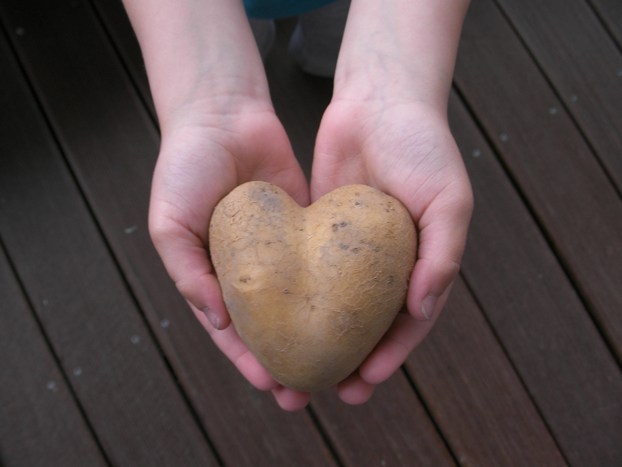 "Kartoffelherz" mit Liebe gepflanzt Reutte