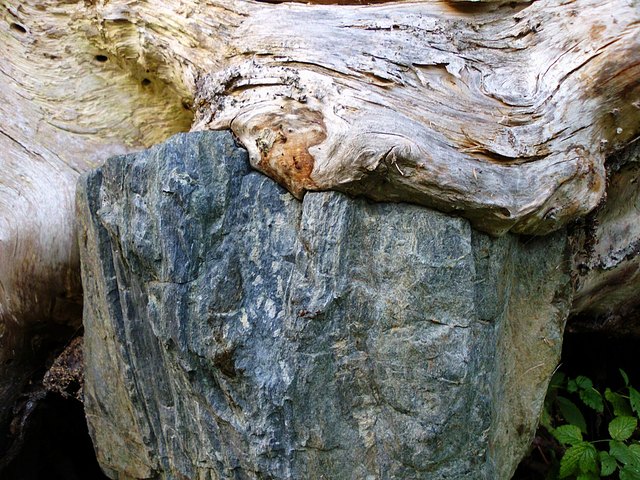 Eingewachsener Stein