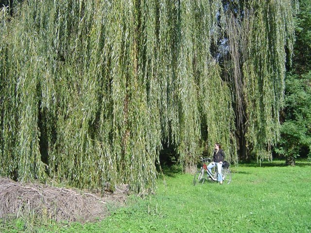soooo schön am Radweg in Wildon