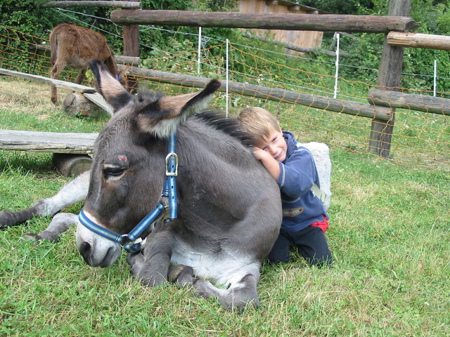Über 300 Kinder und Jugendliche werden am Schottenhof mithilfe von Tieren therapiert. | Foto: Foto: Schottenhof