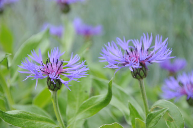 Botanischer Garten Wien