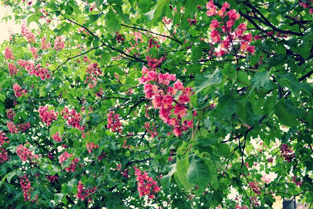 Spring-Flower's