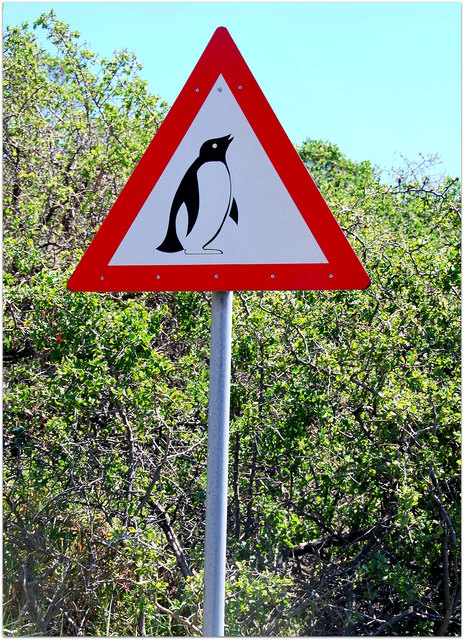 Achtung Pinguine bei Simons Town / Kapstadt