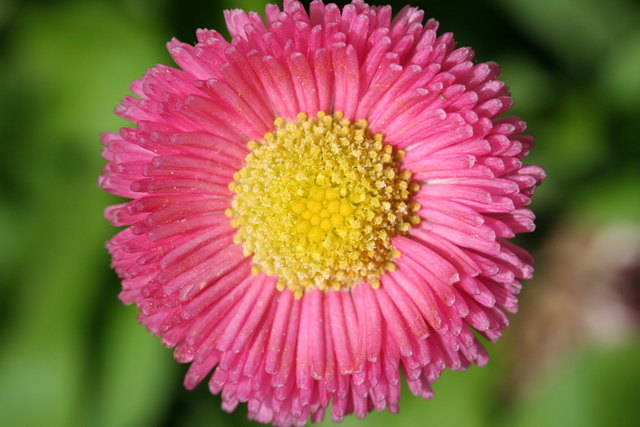 Pink Daisy in 1220