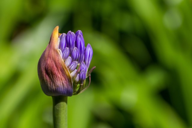 Der Frühling bring Leben.