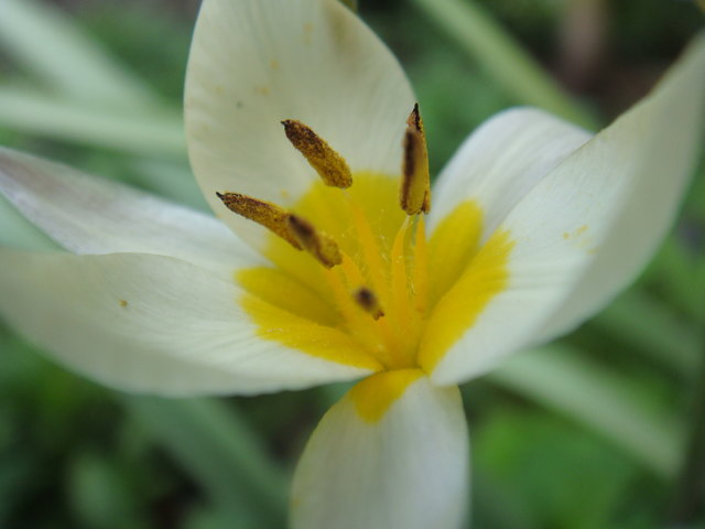 White & Yellow