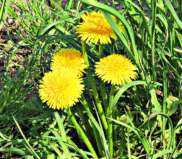FRÜHLING