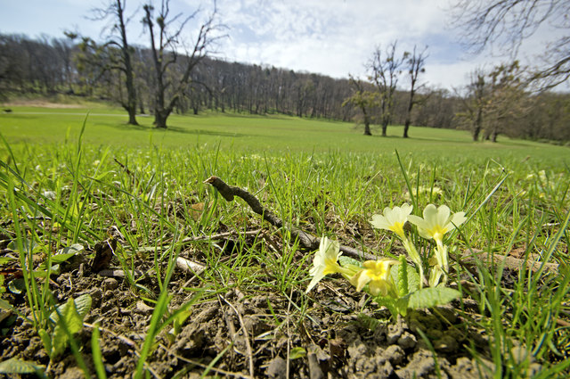Frühlingsblumen im Pötzleinsdorfer Schlosspark