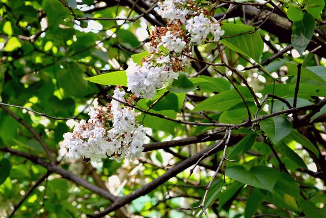 Spring-Flower