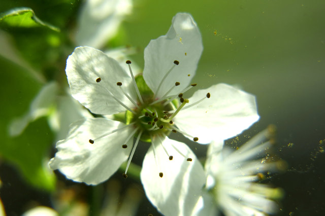 Flug des Blütenstaub's einer Ringlottenblüte