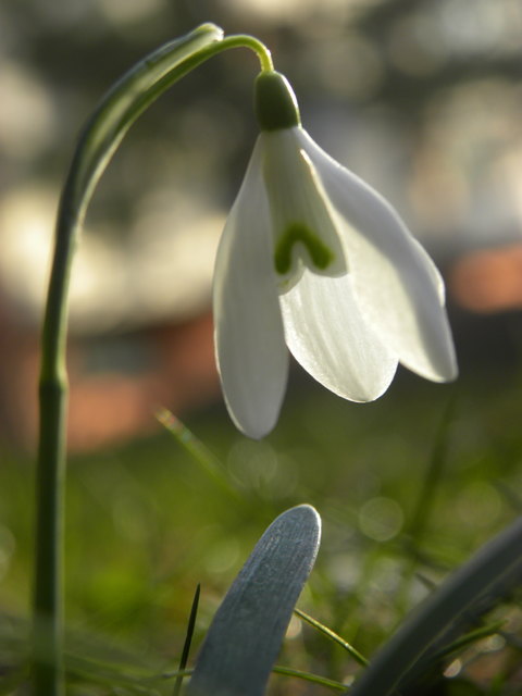 Erste Frühblüher