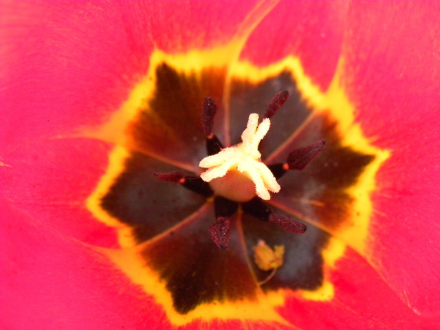 Farbenfrohen Blüten...