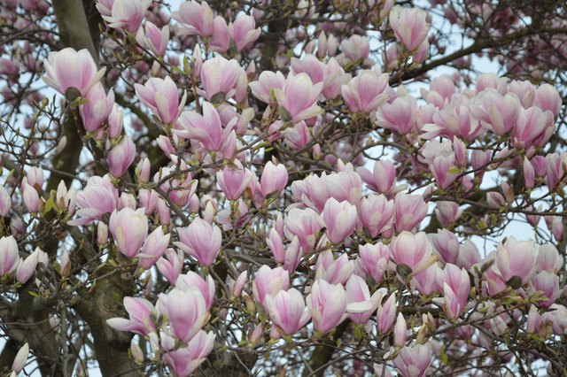 Tulpen-Magnolie im Frühling