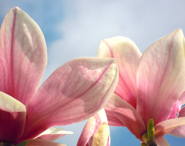 Magnolia