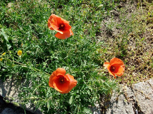 Mohnblumen im Frühlingswind in der Vorgartenstraße.