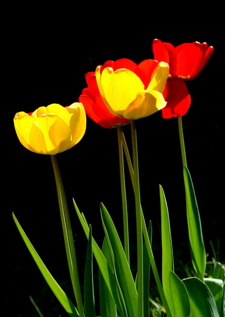 Tulpen