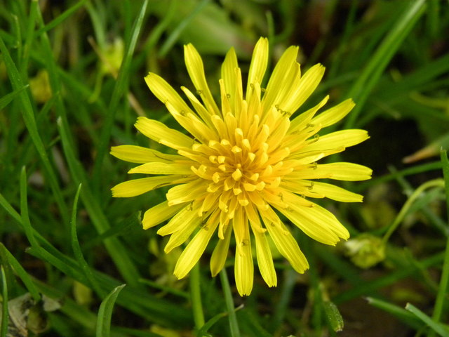 Farbenfrohen Blüten...