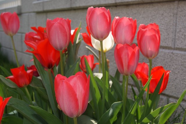 Tulpen