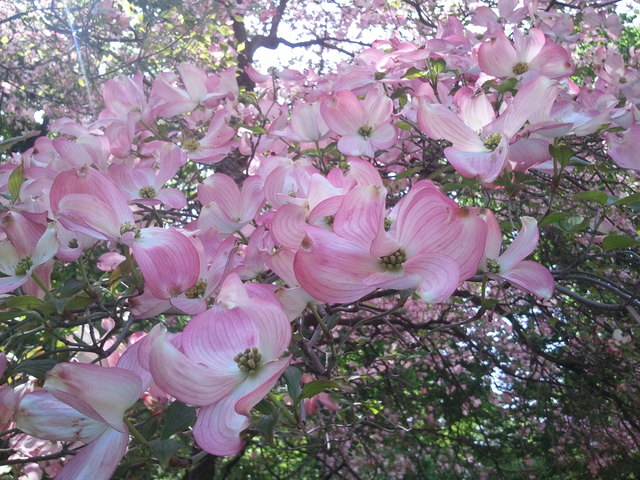 Botanischer Garten beim Belvedere