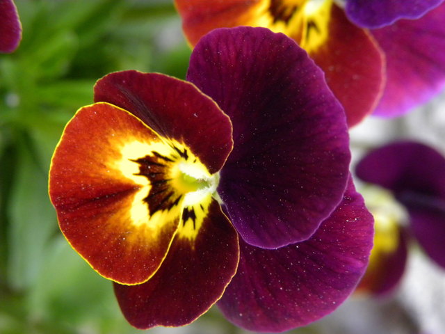 Farbenfrohen Blüten