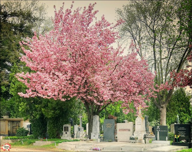 Zentralfriedhof im Frühlingskleid