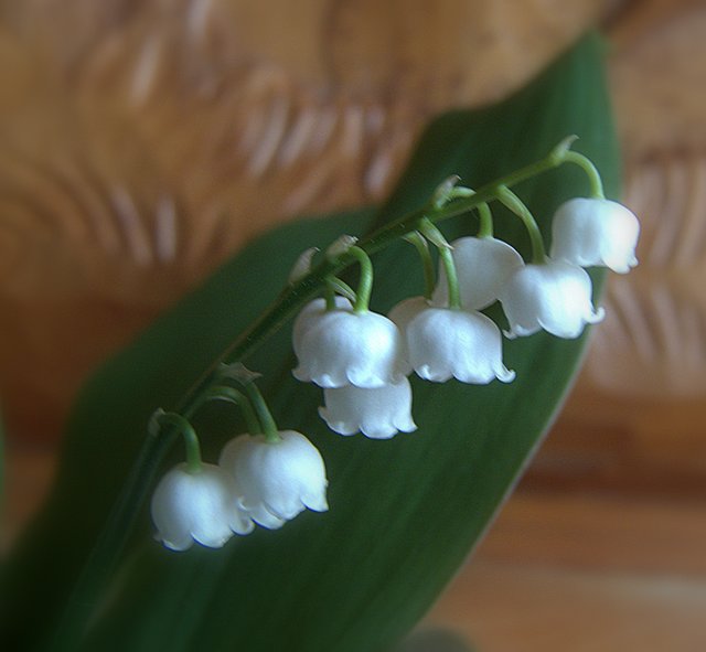 die Maiglöckchen läuten den Frühling ein