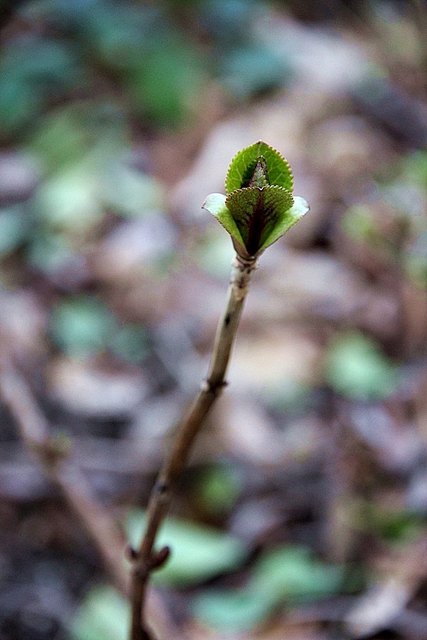 Die ersten Knospen der Sonne