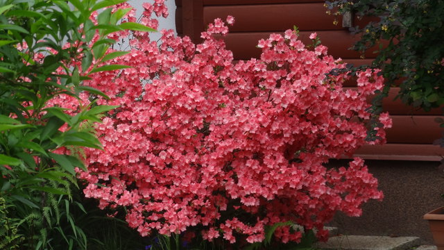 Für alle Blumenliebhaber.