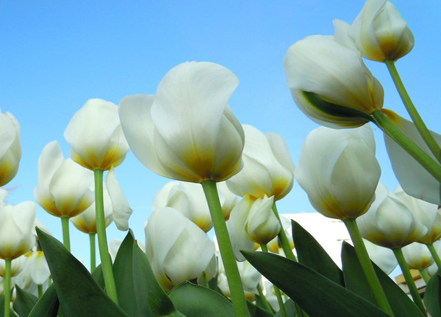 Tulpenhimmel