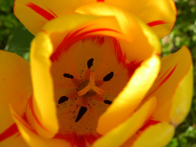 Farbenfrohe Blumen