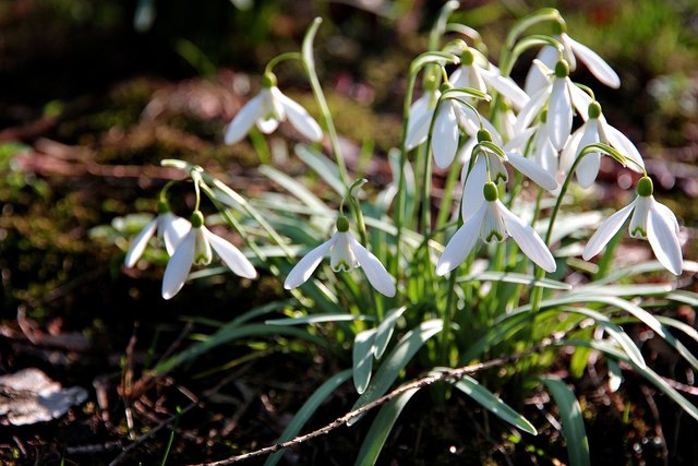 Frühlingserwachen
