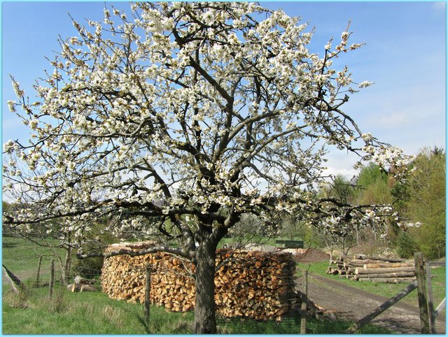 Frühling auf den Steinhofgründen - Erholungsgebiet in Wien :-))