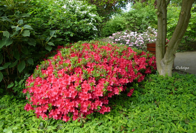 auch im Japanischen Garten bemerkt man den Frühling
