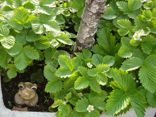 Erbeeren mit Frosch