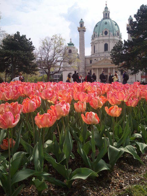 Tulpen am Karlsplatz