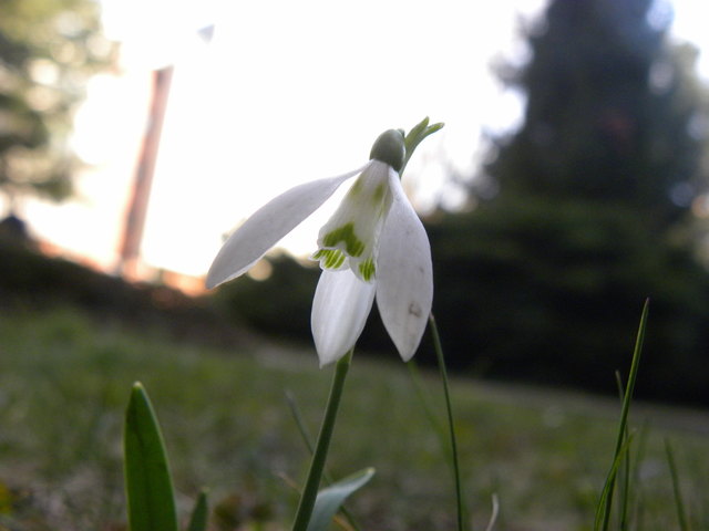Erste Frühblüher