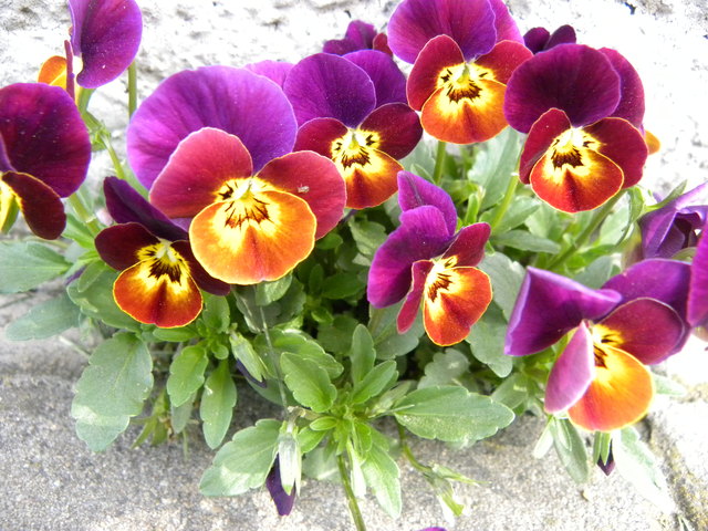 Farbenfrohen Blüten