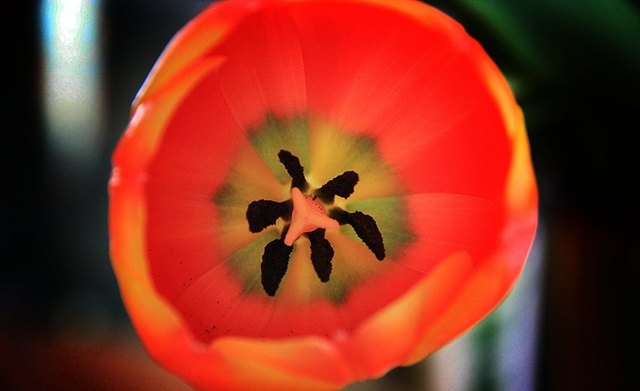 Erste Blüten