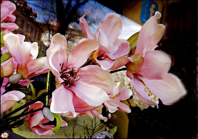Magnolie in voller Schönheit