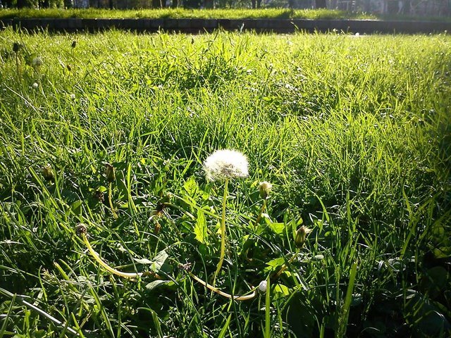 wiese