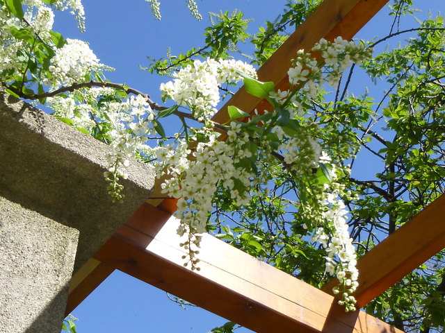 From the top down it's raining flowers