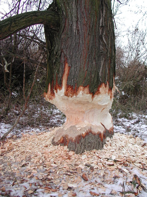 ..stetes Nagen fällt den Baum