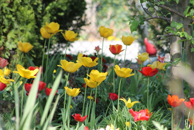 Tulpen erfreuen uns...