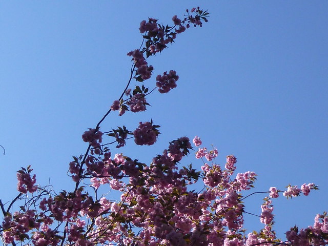 Pink on Blue