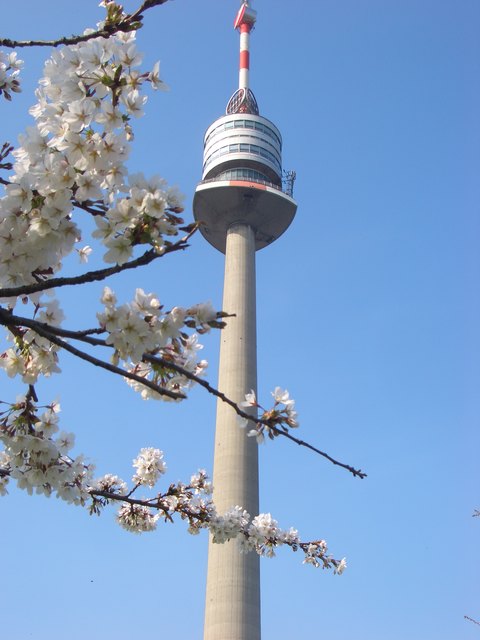 Kirschblüte im Donaupark