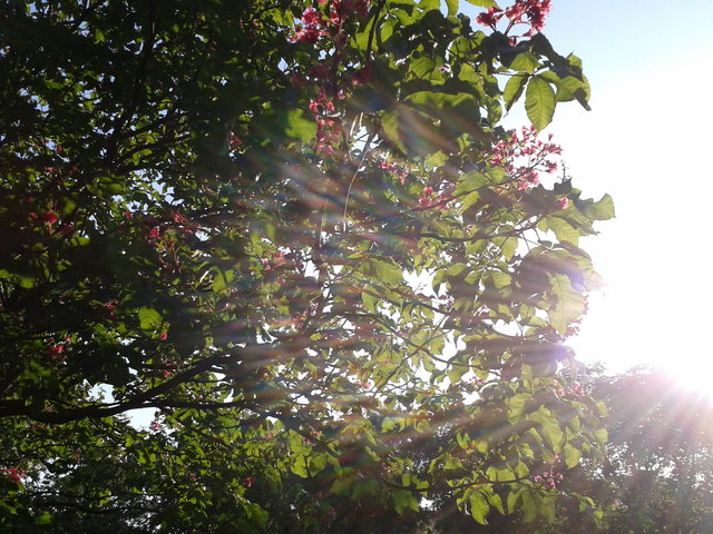 Sun Ray