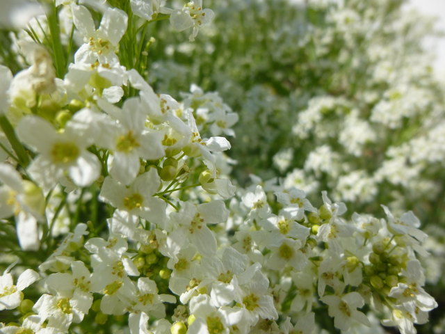 Sea of Flowers