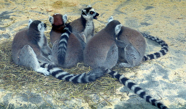 alle auf einem Knäuel